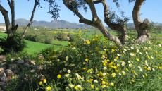 Mallorca im Frühling