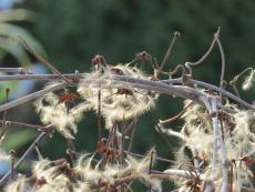 Samen der Clematis